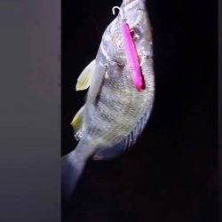 雨の前に芦屋浜でチヌ