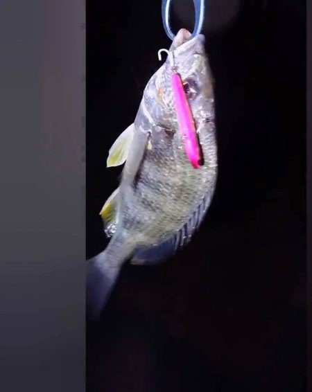 雨の前に芦屋浜でチヌ