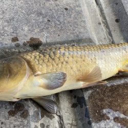 地元の川でパン鯉ゲーム