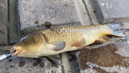 地元の川でパン鯉ゲーム