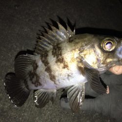 久々のメバリング