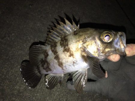 久々のメバリング