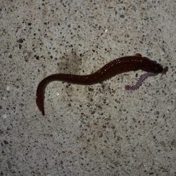 春の観音崎夜釣り