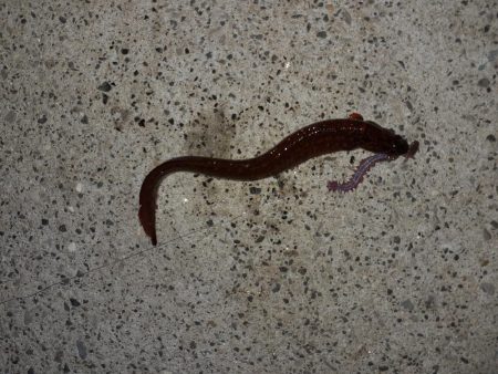 春の観音崎夜釣り