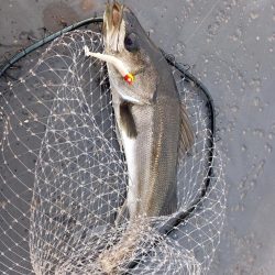 朝のパトロール釣果