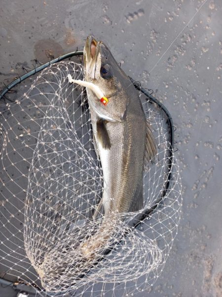 朝のパトロール釣果