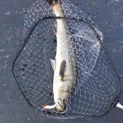 仕事前に朝のパトロール