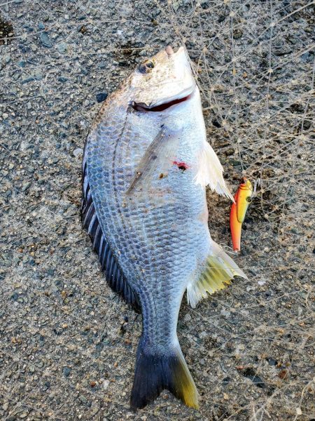 レバーブレーキルアーフィッシング