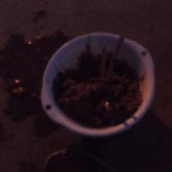 アジが苦しいこのごろですがダメ元でアジ釣りに☆彡