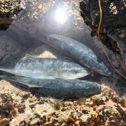 ハマチ50-53cm 3匹