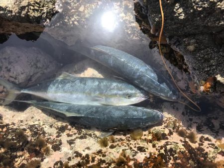 ハマチ50-53cm 3匹