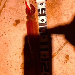 ラストヤリイカ