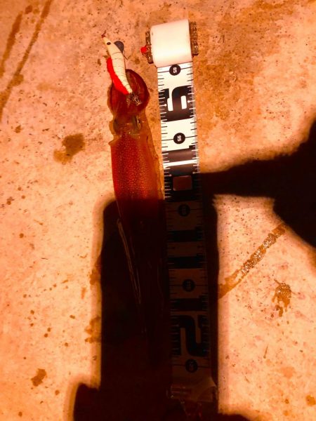 ラストヤリイカ