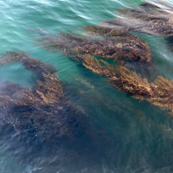 ミニタイラバでソゲ2枚