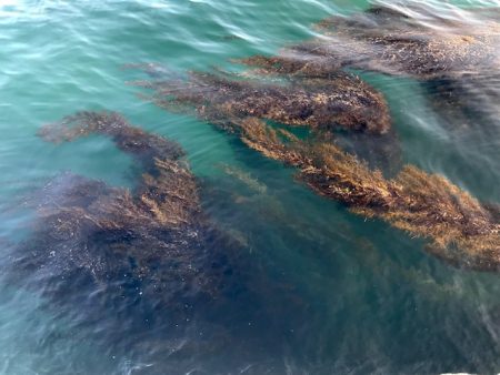 ミニタイラバでソゲ2枚