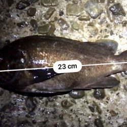 フロートメバリング