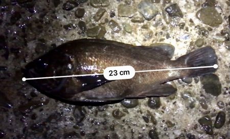 フロートメバリング