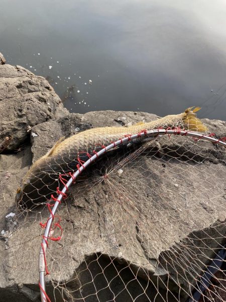 ノッコミチヌを求めて