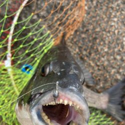 やっと来た! 47cm