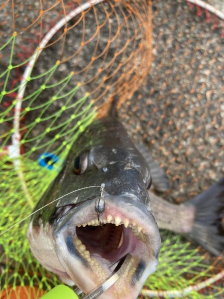 やっと来た! 47cm