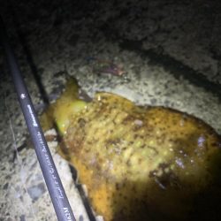 エギング釣行⑥