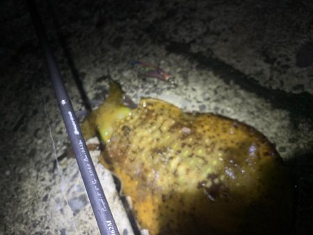 エギング釣行⑥