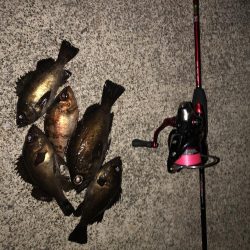 メバリングタックル入魂式