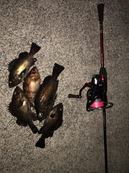 メバリングタックル入魂式