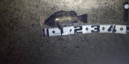 今年やっと満足できた