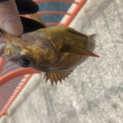 デイメバリング