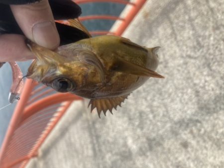 デイメバリング