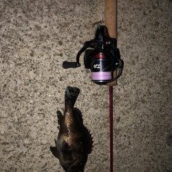 メバルの注文承りました。