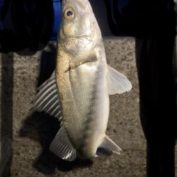 ホタルイカパターン第2弾