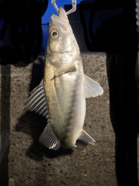 ホタルイカパターン第2弾