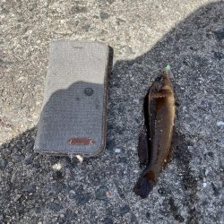 花見カレイ不発