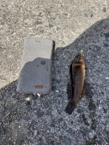 花見カレイ不発