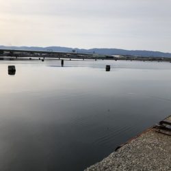 朝マズメにアベレージサイズ