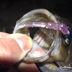 久々の淡路島メバリング