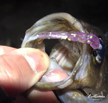 久々の淡路島メバリング