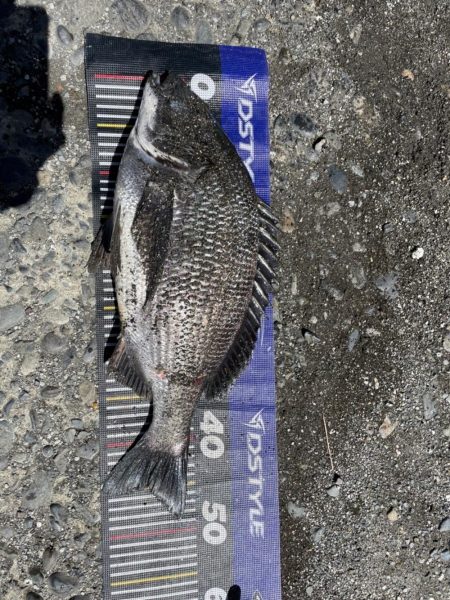 イチノ兄弟、釣果!