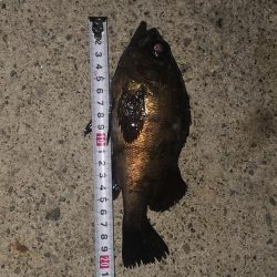 メバリング、２夜連続！