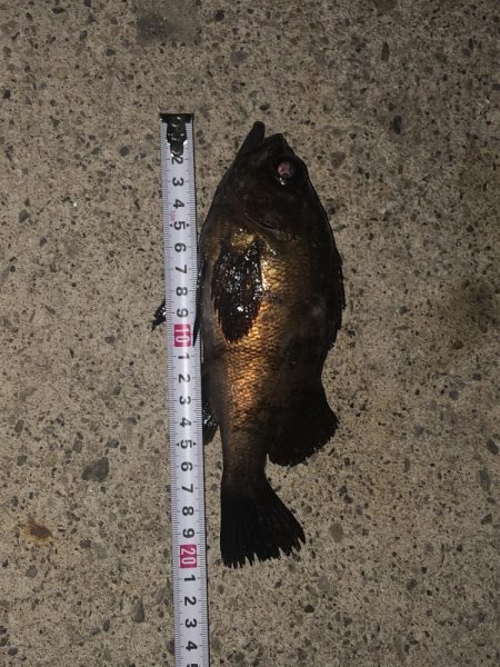 メバリング、２夜連続！