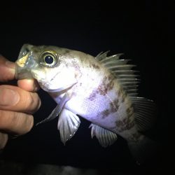 たかたか釣り日記