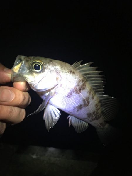 たかたか釣り日記