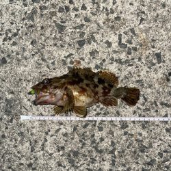 コアマンアルカリでメバリング