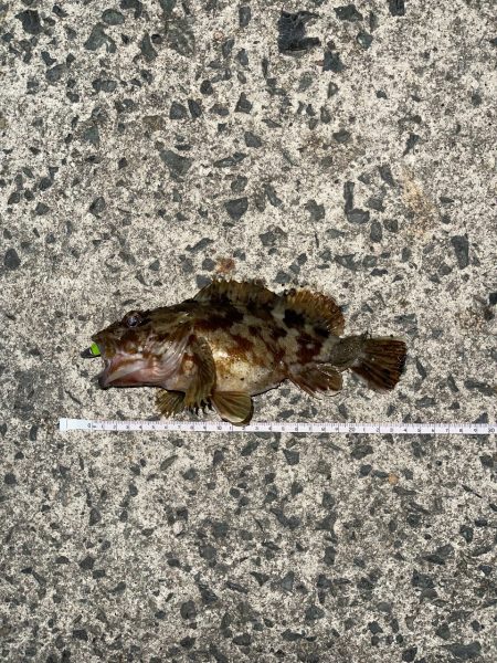 コアマンアルカリでメバリング