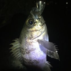 たかたか釣り日記