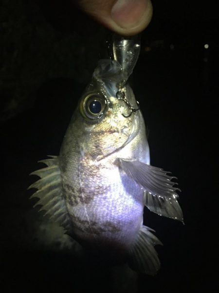 たかたか釣り日記