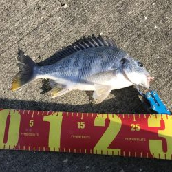 ヘチ釣りでキビレ＆チャイロマルハタGET