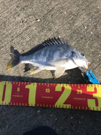 ヘチ釣りでキビレ＆チャイロマルハタGET